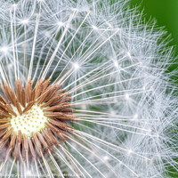 Buy canvas prints of Dandelion seeds on green background by Lubos Chlubny