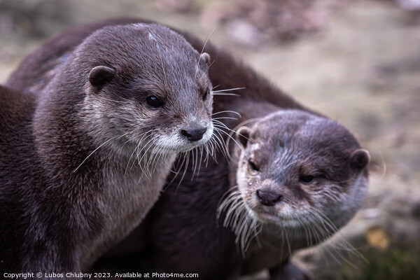 Two asian small clawed otters, Aonyx cinereus Picture Board by Lubos Chlubny