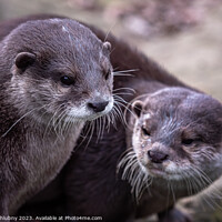 Buy canvas prints of Two asian small clawed otters, Aonyx cinereus by Lubos Chlubny