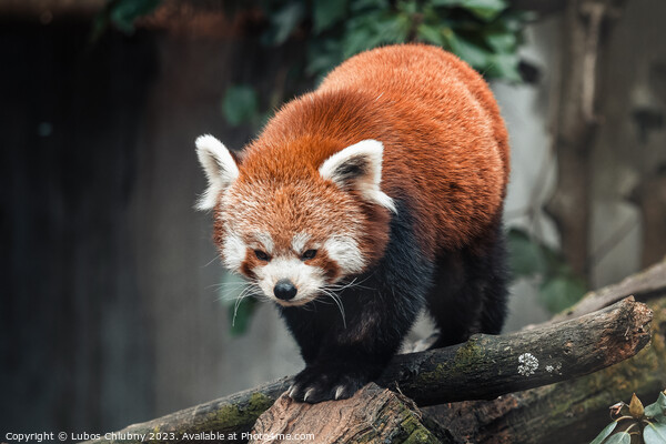 Red panda on a tree, Ailurus Fulgens Picture Board by Lubos Chlubny