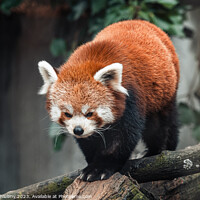Buy canvas prints of Red panda on a tree, Ailurus Fulgens by Lubos Chlubny