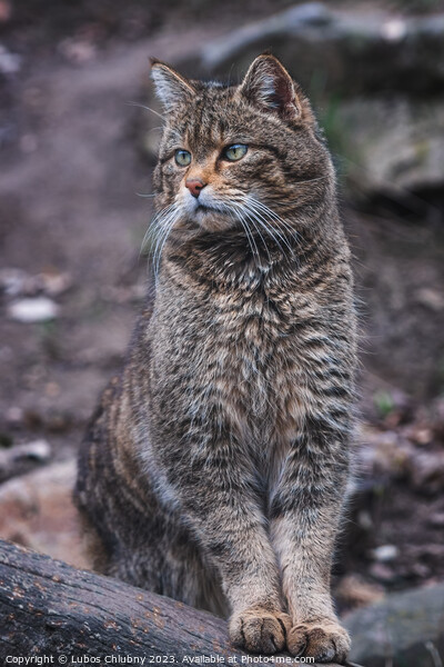 European wild cat, Felis silvestris Picture Board by Lubos Chlubny