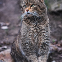 Buy canvas prints of European wild cat, Felis silvestris by Lubos Chlubny