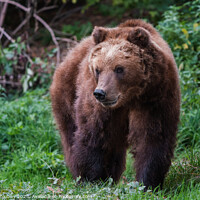 Buy canvas prints of Kamchatka brown bear, Ursus arctos beringianus by Lubos Chlubny