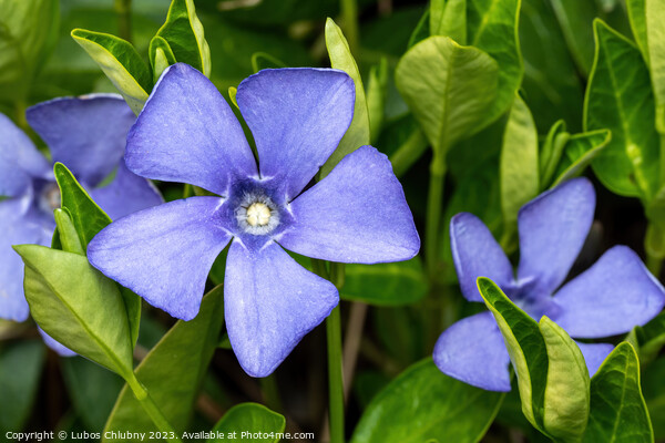 Purple blue flowers of periwinkle, vinca minor Picture Board by Lubos Chlubny