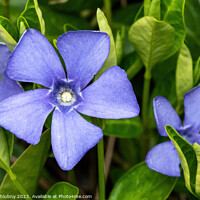 Buy canvas prints of Purple blue flowers of periwinkle, vinca minor by Lubos Chlubny