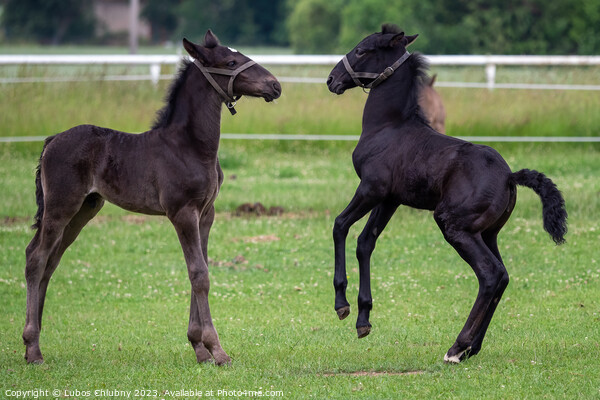 Foals are playing in the pasture Picture Board by Lubos Chlubny