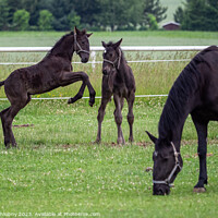 Buy canvas prints of Foals are playing in the pasture by Lubos Chlubny