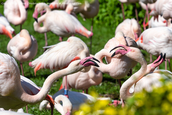 Group of Greater flamingo (Phoenicopterus roseus) Picture Board by Lubos Chlubny