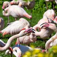 Buy canvas prints of Group of Greater flamingo (Phoenicopterus roseus) by Lubos Chlubny