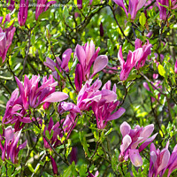 Buy canvas prints of Magnolia tree blossom in springtime by Lubos Chlubny