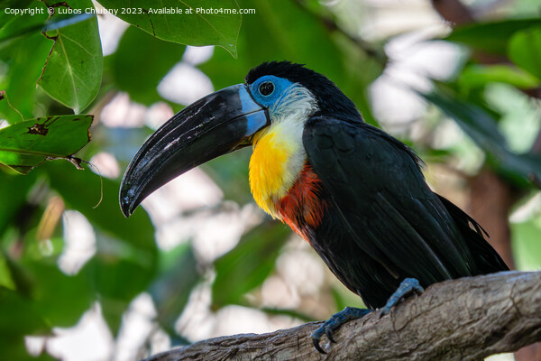 Channel-billed Toucan (Ramphastos vitellinus) stands on the tree Picture Board by Lubos Chlubny