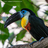 Buy canvas prints of Channel-billed Toucan (Ramphastos vitellinus) stands on the tree by Lubos Chlubny