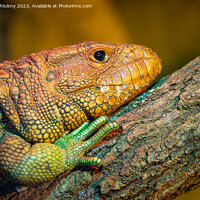 Buy canvas prints of Northern Caiman Lizard on the trunk, Dracaena guianensis by Lubos Chlubny