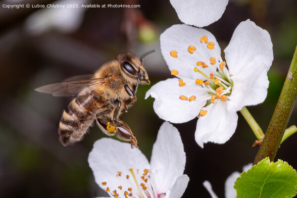 Flying bee collects pollen on the flowers of a tree Picture Board by Lubos Chlubny