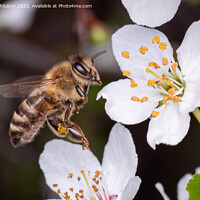Buy canvas prints of Flying bee collects pollen on the flowers of a tree by Lubos Chlubny