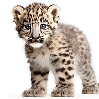 Buy canvas prints of Snow Leopard cub isolated on on white background, Panthera uncia. Generative AI by Lubos Chlubny