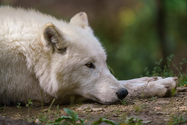 Arctic wolf enjoying the morning sun (Canis lupus arctos) Picture Board by Irena Chlubna