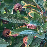Buy canvas prints of Medlar fruit Mespilus germanica on a branch by Irena Chlubna
