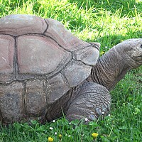 Buy canvas prints of Aldabra giant tortoise (Aldabrachelys gigantea) eating grass by Irena Chlubna