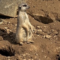 Buy canvas prints of Meerkat, Suricata suricatta sitting and looking into the distance. by Irena Chlubna