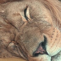 Buy canvas prints of Barbary lion (Panthera leo leo). Sleeping lion by Irena Chlubna