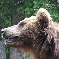 Buy canvas prints of Kamchatka brown bear (Ursus arctos beringianus) by Irena Chlubna