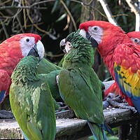 Buy canvas prints of Group of Ara parrots, Red parrot Scarlet Macaw, Ara macao  by Irena Chlubna