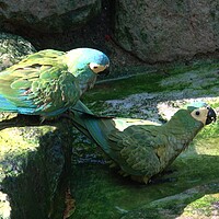 Buy canvas prints of Green parrot (Amazona farinosa)  Green parrot with yellow feathers. by Irena Chlubna