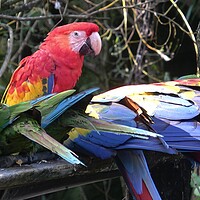 Buy canvas prints of Group of Ara parrots, Red parrot Scarlet Macaw, Ara macao  by Irena Chlubna
