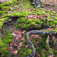 Buy canvas prints of Tree roots with ground covered with moss in forest by Irena Chlubna