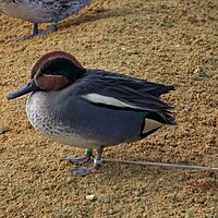 Buy canvas prints of Common Teal or Eurasian Teal (Anas crecca) by Irena Chlubna