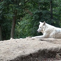 Buy canvas prints of Portrait of arctic wolf. Canis lupus arctos. by Irena Chlubna