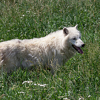 Buy canvas prints of Arctic wolf enjoying the morning sun (Canis lupus arctos) by Irena Chlubna
