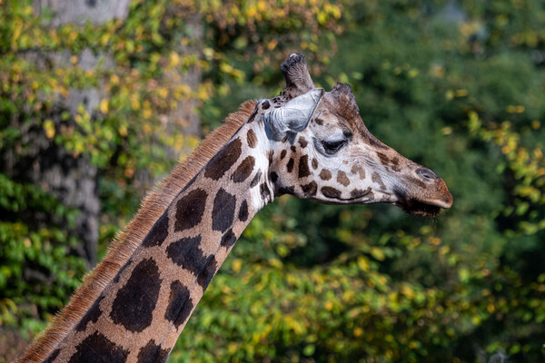 Close-up of giraffe head against trees Picture Board by Irena Chlubna