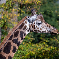 Buy canvas prints of Close-up of giraffe head against trees by Irena Chlubna