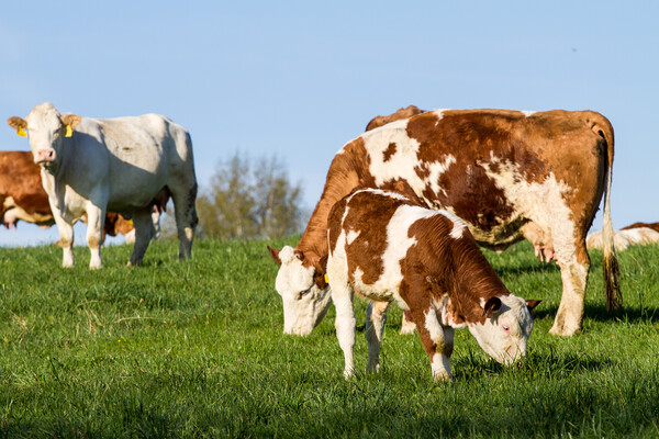 Brown and white dairy cows, calwes and bulls in pasture Picture Board by Irena Chlubna