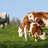 Buy canvas prints of Brown and white dairy cows, calwes and bulls in pasture by Irena Chlubna