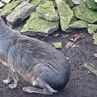 Buy canvas prints of Patagonian mara, Dolichotis patagonum, sitting and resting, watching for danger by Irena Chlubna