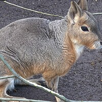 Buy canvas prints of Patagonian mara, Dolichotis patagonum, sitting and resting, watching for danger by Irena Chlubna