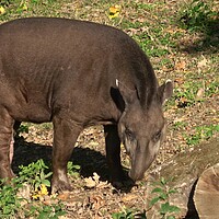 Buy canvas prints of View of a south american tapir (Tapirus terrestris) by Irena Chlubna
