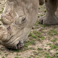 Buy canvas prints of Southern white rhinoceros (Ceratotherium simum simum). Critically endangered animal species. by Irena Chlubna