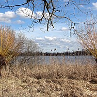 Buy canvas prints of Willows tree by the water (Salix). Willow twigs prepared as a decoration for the Easter holidays. by Irena Chlubna
