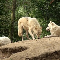 Buy canvas prints of Arctic wolf (Canis lupus arctos), also known as the white wolf or polar wolf by Irena Chlubna