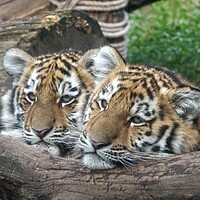 Buy canvas prints of Siberian tiger, Panthera tigris altaica.Two tiger cubs by Irena Chlubna