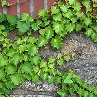 Buy canvas prints of Green ivy vines on the stone wall (Hedera) by Irena Chlubna