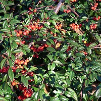 Buy canvas prints of Shrub with red berries. Willow-leaved cotoneaster, Cotoneaster salicifolius. by Irena Chlubna