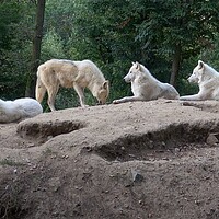 Buy canvas prints of Arctic wolf (Canis lupus arctos), also known as the white wolf or polar wolf by Irena Chlubna