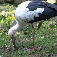 Buy canvas prints of White stork (Ciconia Ciconia) looking for food in the grass by Irena Chlubna