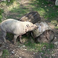 Buy canvas prints of North Sulawesi Babirusa (Babyrousa celebensis). Pig with large canine teeth. by Irena Chlubna